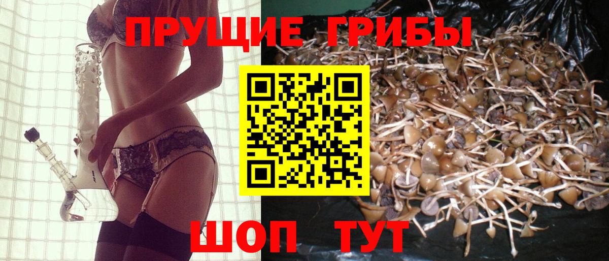 Псилоцибиновые грибы Cubensis Томск